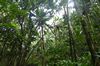 Regenwald, Dominica