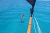 Delfinbegleitung auf Barbuda