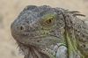 Iguana auf Ile Pinel, Orient Bay, St. Martin