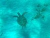 Unterwasser-Fauna der BVIs